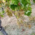 Apartman Il Vigneto