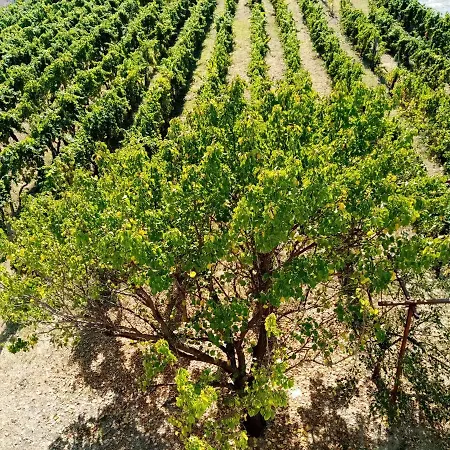 Appartement Il Vigneto *