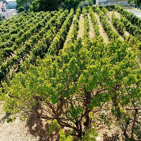 Il Vigneto Diano Castello