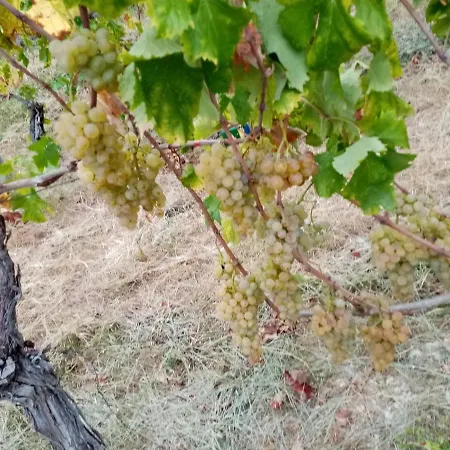 Apartamento Il Vigneto