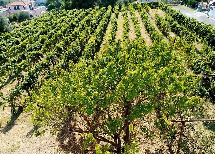 Il Vigneto Diano Castello