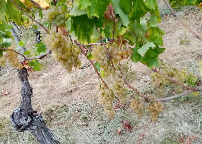 Apartamento Il Vigneto