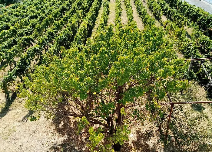 Apartamento Il Vigneto *